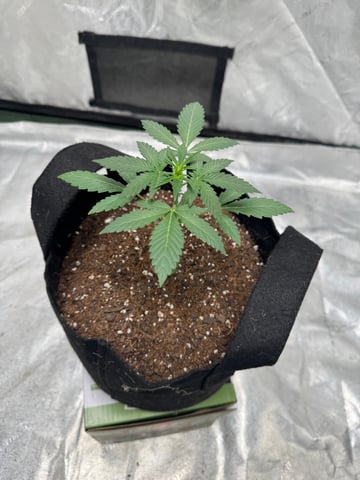 white runtz auto flower — vegetative, day 22