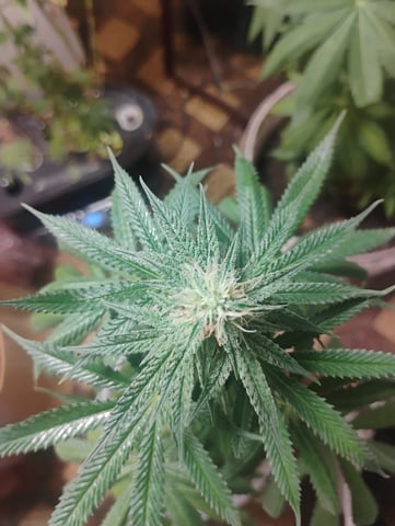 OGGodoe — flower, day 94