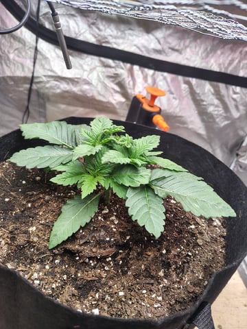 Maui wowie  — vegetative, day 32