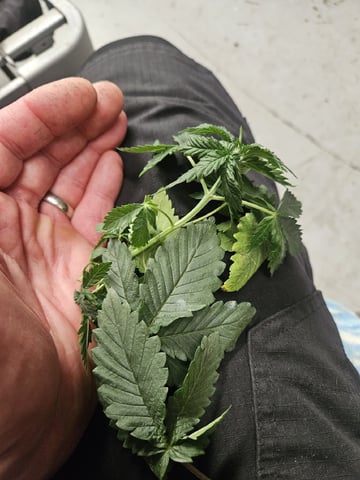 "NO CHEMA CUH" — vegetative, day 34