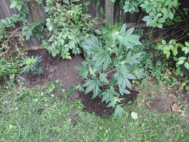 Growing  A New One