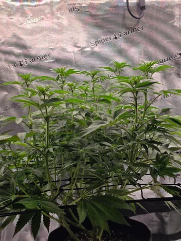 Northern lights #10 (Alaska) — flower, day 49