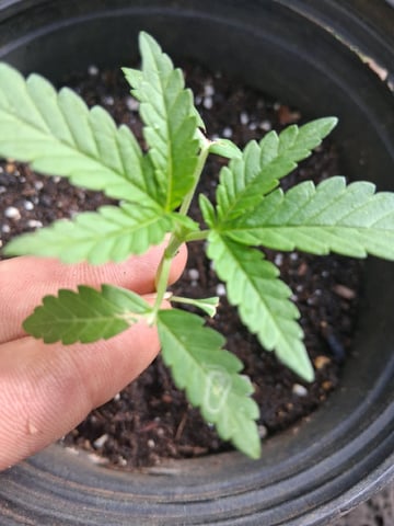 dustin plants — seedling_rooting, day 9