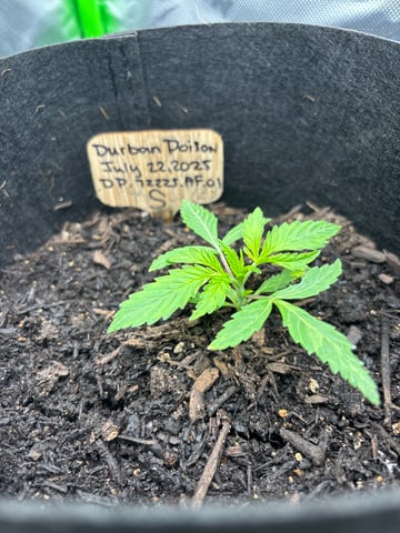 Round 1 — seedling_rooting, day 23