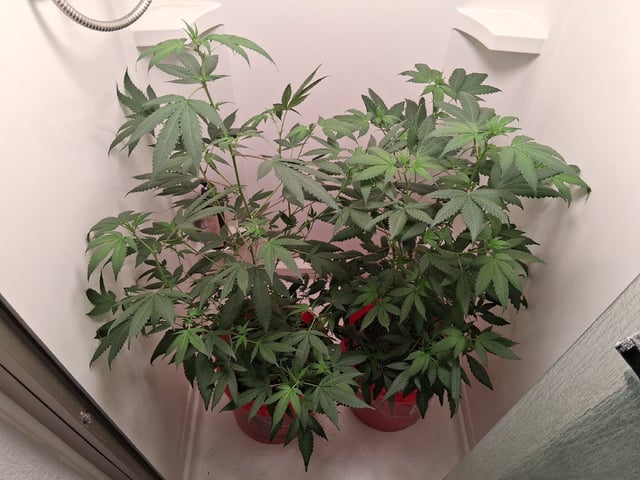 S&D  First Grow