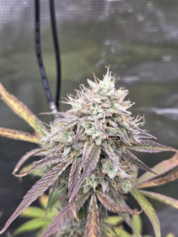 Autoflower NIGHT OWL — flower, day 19