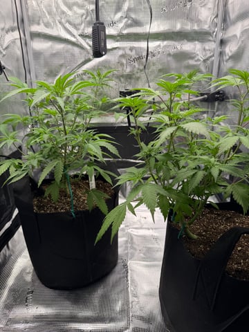  Trying to go big — flower, day 71