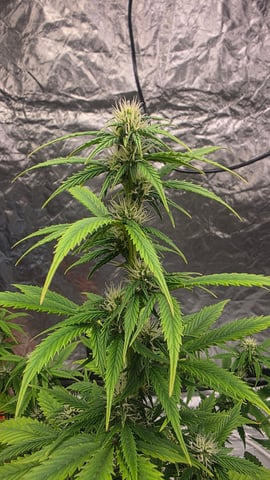 Beginner - My first grow has been an incredible experience so far! — flower, day 57