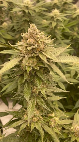 Clones GodFather OG Clones — flower, day 113