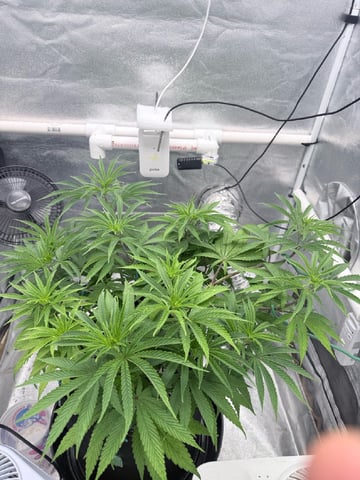 Blue Dream Grow — vegetative, day 32