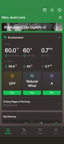 Starfighter/Ohio Guptilla Hybrid — flower, day 48
