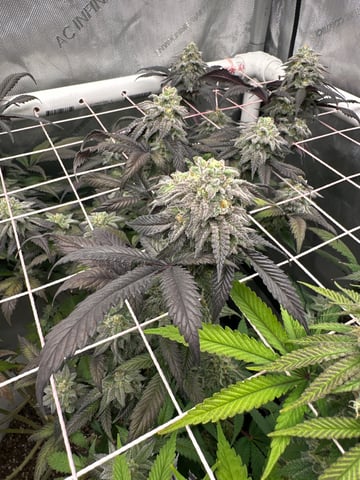 Grow#2 — flower, day 82