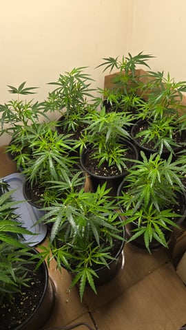 Blue Dream Clones — vegetative, day 10