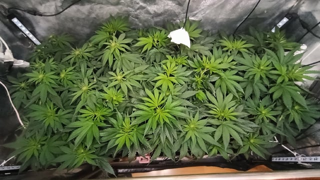 Doble Burguer Y Lemon Muffins Fast  — flower, day 5