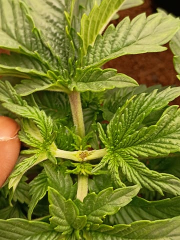 1st Grow Eva — vegetative, day 20