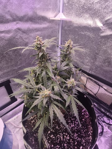 I'll get it right — flower, day 93