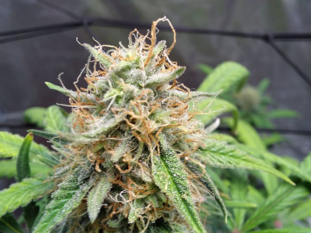 My First Grow — grow_setup, day 57
