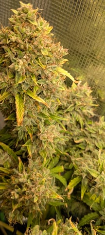 first grow — flower, day 94