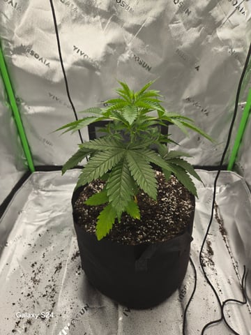 First Time — vegetative, day 1