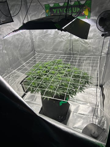 Barney’s Farm  — flower, day 44