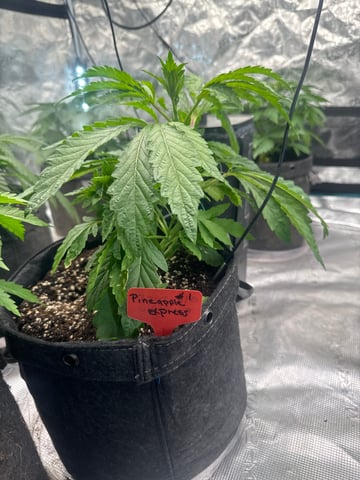  pineapple express — vegetative, day 18