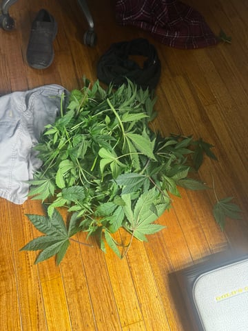 tropickle — vegetative, day 36