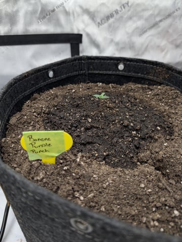 Grow #4 — seedling_rooting, day 7