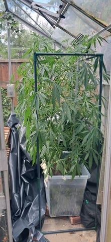 1st grow (green house)(natural) — flower, day 73