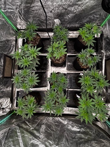 Pink Passion Fruit — vegetative, day 35