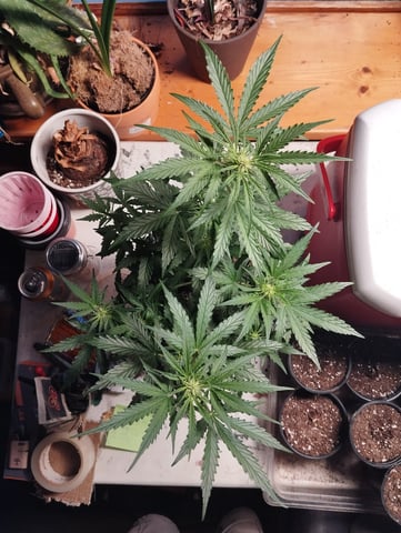 F1 apollo — flower, day 25