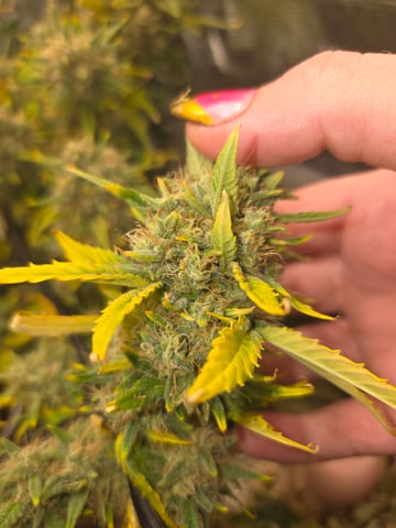 Experiment Time — flower, day 82