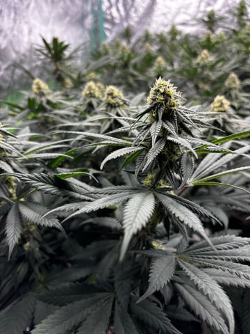 Pink Passion Fruit — flower, day 78