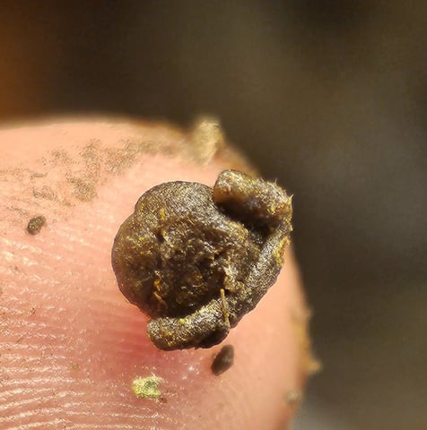 Blueberry  — flower, day 98