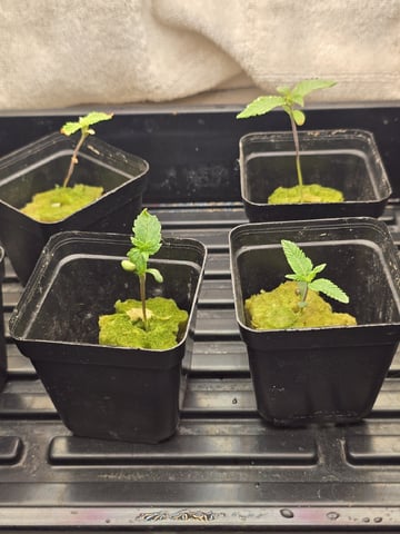 Dr. Sleep — seedling_rooting, day 23