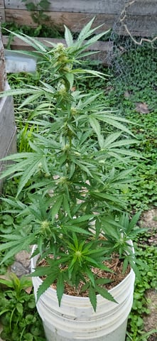 girl scout cookies (auto) — flower, day 57