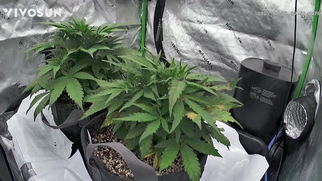 Ztrawberriez (Auto) 2026 - 1 — vegetative, day 35