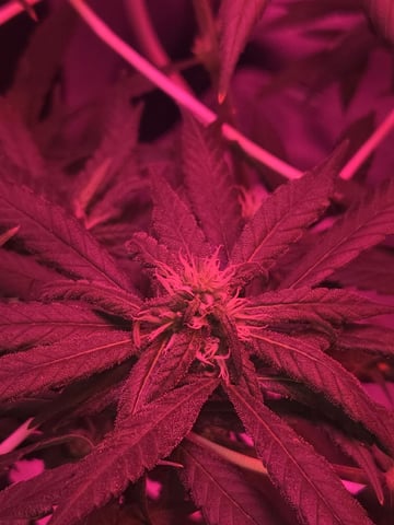 first grow second plant  — flower, day 82