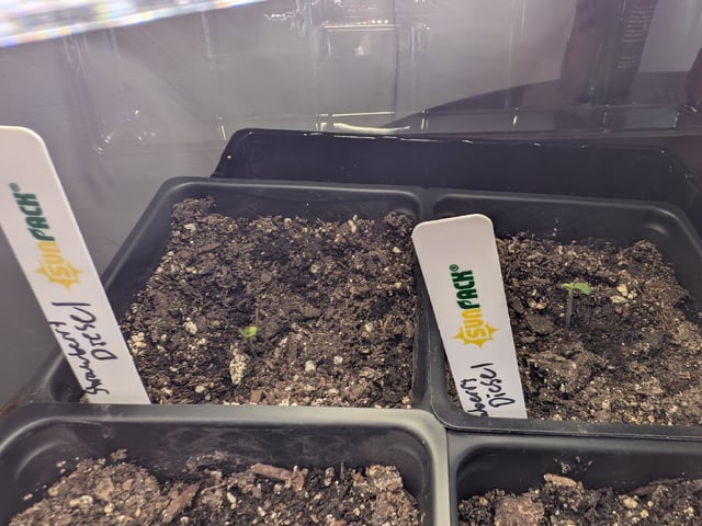Grow Tent Starts — seedling_rooting, day 12