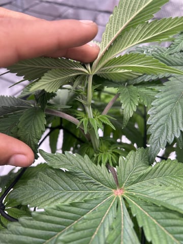 2025-26 harvest INDOOR — flower, day 95