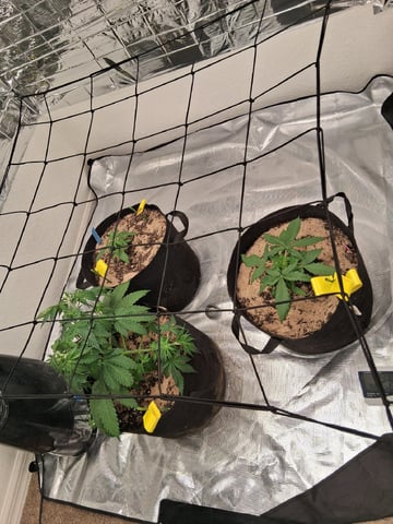 Seedman mix auto & seedman mix auto & GodFather OG — vegetative, day 33