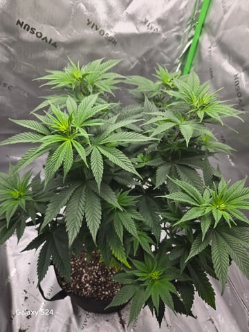 First Time — vegetative, day 20