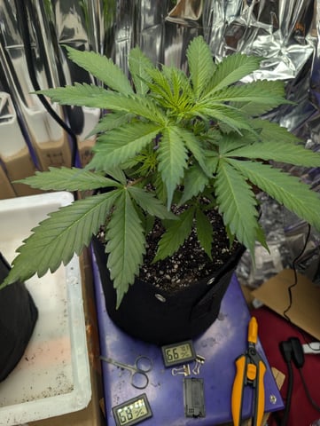 Zkittlez (Auto) — vegetative, day 31