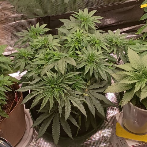 TentPlantLightFan — vegetative, day 56