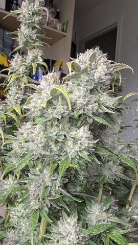 Perpetual Autoflower Mixed Grow #3 — flower, day 85