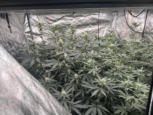Second Indoor (all Clones) — flower, day 58