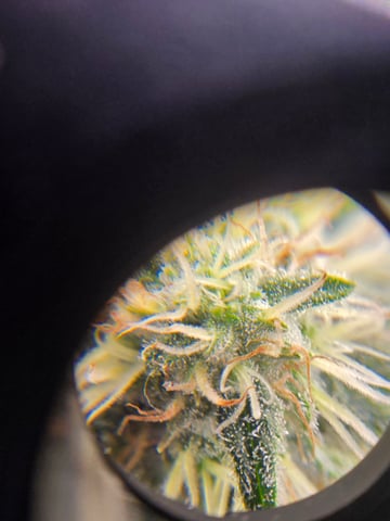 Northern lights #10 (Alaska) — flower, day 68