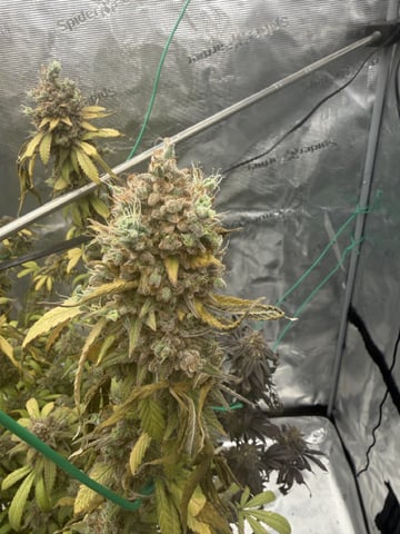  Apple fritter  Clones round two — flower, day 251