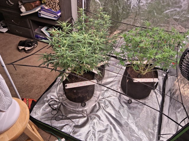 Seedman mix auto & seedman mix auto & GodFather OG — flower, day 69