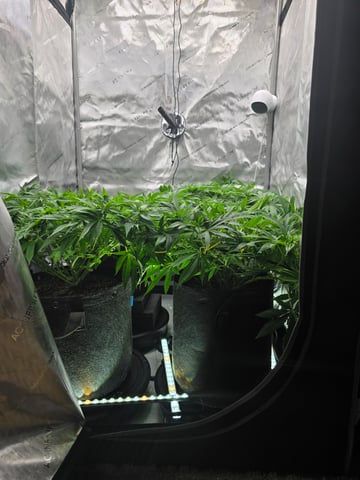 Purple Haze  — vegetative, day 47