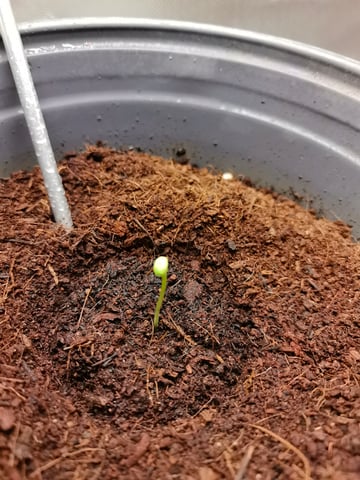 First grow in first set up — seedling_rooting, day 8